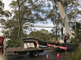Tree removal, tree trimming, and stump grinding. All Tree Care 4 Lurnea Cres Forestville Nsw 2087 Australia