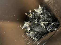Woman put 23 cats in a bin and left them to die crushed and soaked in urine  - The Mirror