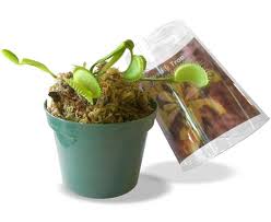 Grow a venus fly trap in a peat moss and sand mixture, which will provide mild acidity and help hold water without keeping soils too soggy. Live Venus Fly Traps For Sale 7oz Planet Natural