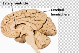 Pituitary Gland Human Brain Anatomy Corpora Quadrigemina Png Clipart Anatomy Brain Cranial Endocrine System Gland Free Corpora quadrigemina is the latin terminology for the quadruple bodies, also known as the colliculi. pituitary gland human brain anatomy