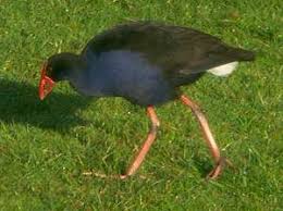 Die nordinsel ist durch starke tektonische. Ingrids Welt Neuseeland Flora Und Fauns Die Fauna