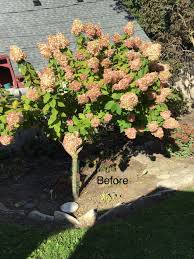 Hydrangeas take in water from their petals! Trimming Back My Limelight Hydrangea Tree