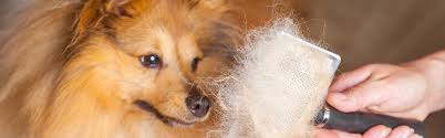 This will help remove the dense undercoat without having a big effect on the outer coat. Guide To Dog Shedding Rspca Pet Insurance