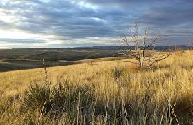 For other uses, see grassland (disambiguation). Grassland Fire Ecology Resource Brief U S National Park Service