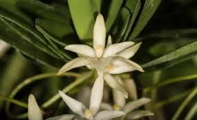 Image result for Rangaeris muscicola