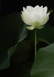 White Lotus Flower Imgp0911 White Lotus Flower White Lotus Tattoo Lotus Flower