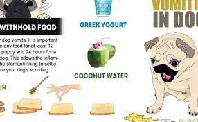 Help How To Make Puppy Vomit Sweetpuppies Amino