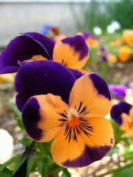 Pin By Nancy Laigner On Flowers Flowers Flowers Beautiful Flowers Amazing Flowers Flower Garden