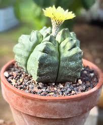 Image result for Psychotria kikwitensis