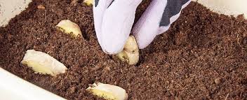 Lo zenzero ama gli ambienti umidi, ma non quelli fradici, altrimenti marcisce. How To Come Far Crescere Lo Zenzero In Casa Agrodolce