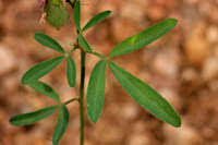 Image result for Crotalaria parvula