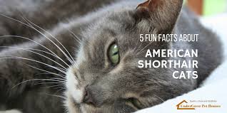 Cornish rex is famous for its short curly soft hair coat. 5 Fun Facts About American Shorthair Cats Undercover Pet Houses