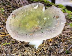 Image result for Russula variata
