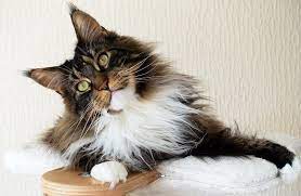 They can weigh up to 25 lbs not because they are overweight, but because their body mass is spread evenly throughout their body. Is My Cat Part Maine Coon