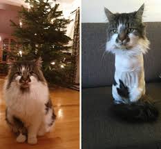Cat dandruff is persistent, and can lead to more serious skin issues if you don't find the cause and treat it. My Cat Gets A Lion Haircut Every Summer And Who Would Have Thought It Could Be This Easy To Acquire A Summer Bod Funny