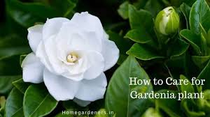 They thrive in consistently warm and humid environments, so you may want to keep yours in a container and bring it inside during the colder months. Gardenia Plant How To Care For Gardenia Plant At Home And Garden Home Gardeners