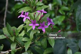 Image result for Eranthemum laxiflorum