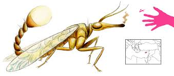 Image result for Pycreus gracillimus