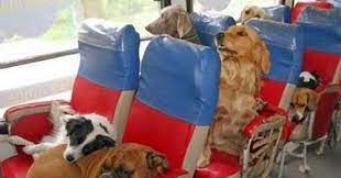 Pet transportation services can be done via how much does pet transport cost? Pets N More List Of Free To Low Cost Pet Transportation Services