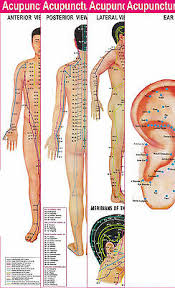 Acupressure Acupuncture Sujok Spinal Segments Ear Charts