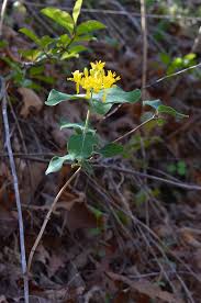 Image result for Caprifoliaceae