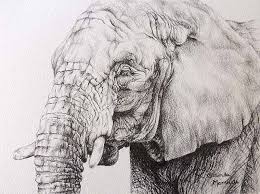 Pencil cool easy animal drawings : Awesome Graphite Pencil Drawings Of Animals For Sale 2021