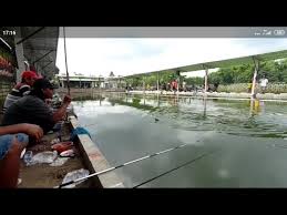 Lomba Galatama Ikan Mas Kp Maritza Mojokrapak Tembelang Jombang Youtube