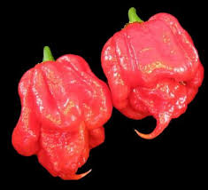 The scoville scale and the heatmeter list numerous chili pepper varieties sorted by their pungency and their capsaicin content in scoville heat units (shu). Trinidad Scorpion Red