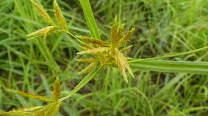 Image result for Cyperus tenuiculmis