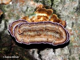 Image result for Trichaptum biforme