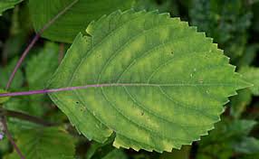 レモンエゴマ Perilla Citriodora シソ科 Lamiaceae Labiatae シソ属 三河の植物観察