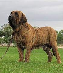 Pin On Fila Brasileiro