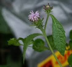 Image result for Vernonia anthelmintica