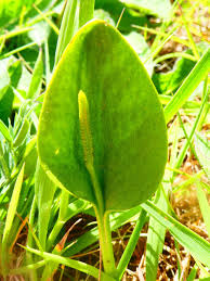 Image result for Ophioglossum vulgatum