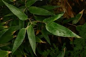 Image result for Shibataea kumasasa