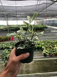 Image result for Ficus tesselata