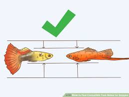 3 ways to find compatible tank mates for guppies wikihow