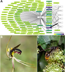 Image result for Xysmalobium sessile