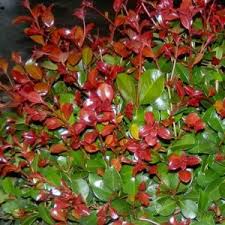 Image result for Eugenia natalitia