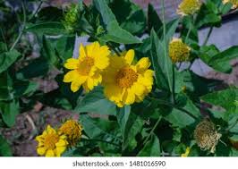 Image result for Guizotia