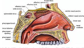 The nasal cavity anatomy is essential for both breathing and our sense of smell (olfaction). Figure 1 From Mucosal Vaccination By The Intranasal Route Nose Associated Lymphoid Tissue Nalt Structure Function And Species Differences Semantic Scholar