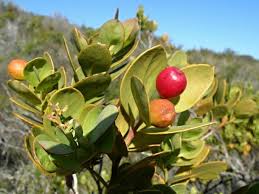 Image result for Osyris compressa