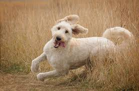 12 Facts About The Goldendoodle