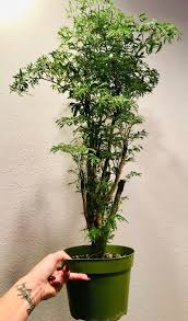 Image result for Polyscias fruticosa
