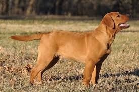 Fox red labrador retriever concerns. Pros And Cons Of Owning A Fox Red Lab Healthy Homemade Dog Treats