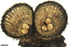 Image result for Nidorella spartioides