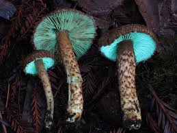 Image result for Inocybe hystrix