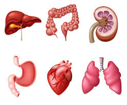 50 Big Fat Belly Pictures Illustrations Clip Art Istock