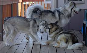 Check spelling or type a new query. How Much Should You Pay A Pet Sitter Pethelpful