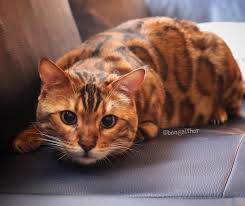 Do not let a whole day pass. This Famous Bengal Has Amazing Tiger Stripes And Spots